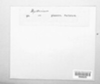 Lophodermium pinastri image